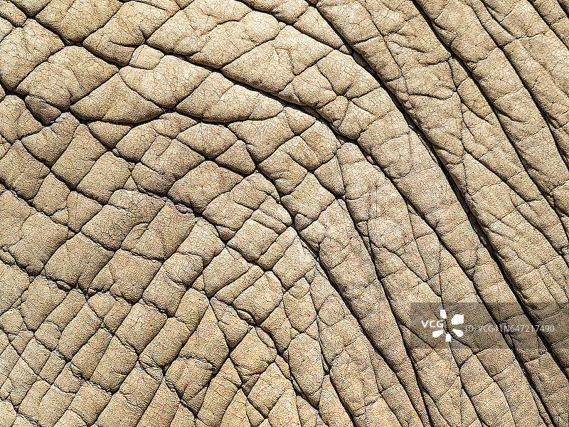 被阳光照射的大象皮肤的特写图片素材