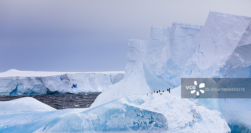 南极洲东部罗斯海冰山上的阿德利企鹅图片素材