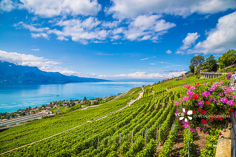 美丽的风景在拉沃葡萄酒区与日内瓦湖，瑞士图片素材