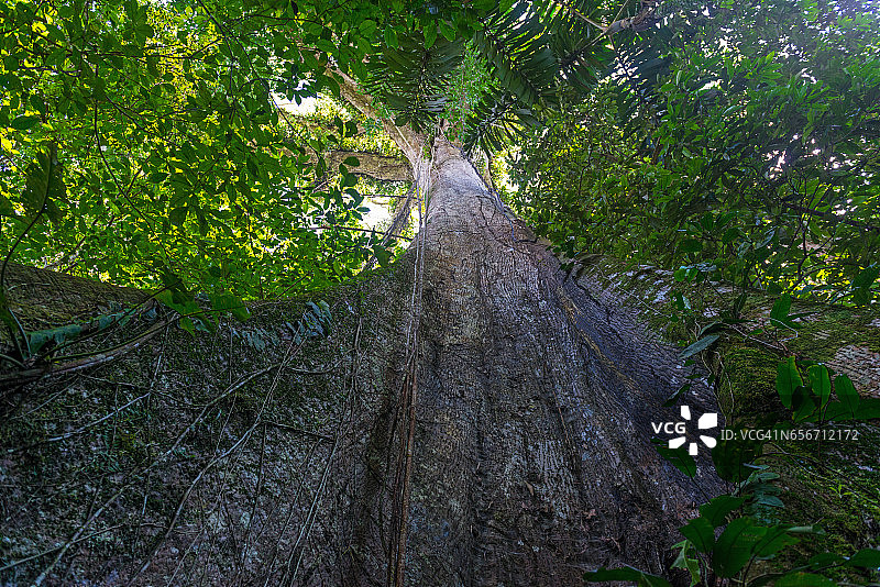 亚马逊树图片素材