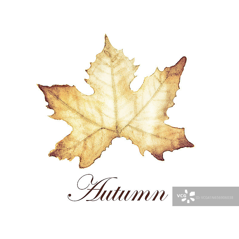 用枫叶画的秋天水彩画。图片素材