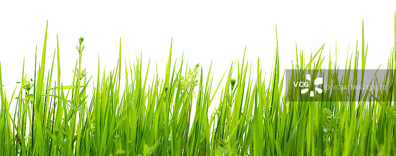 绿草孤立在白色的背景图片素材