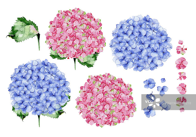 蓝色和粉红色水彩绣球花设计。图片素材