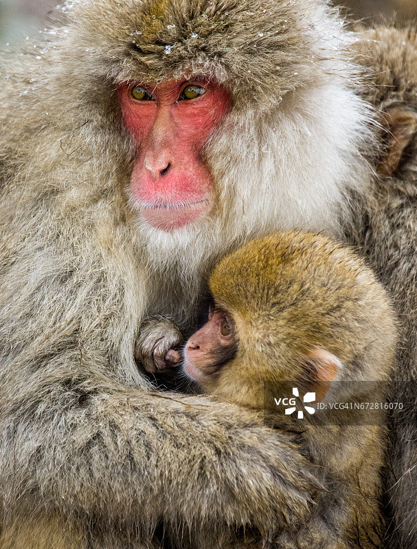 日本猕猴的母亲和婴儿的肖像。图片素材