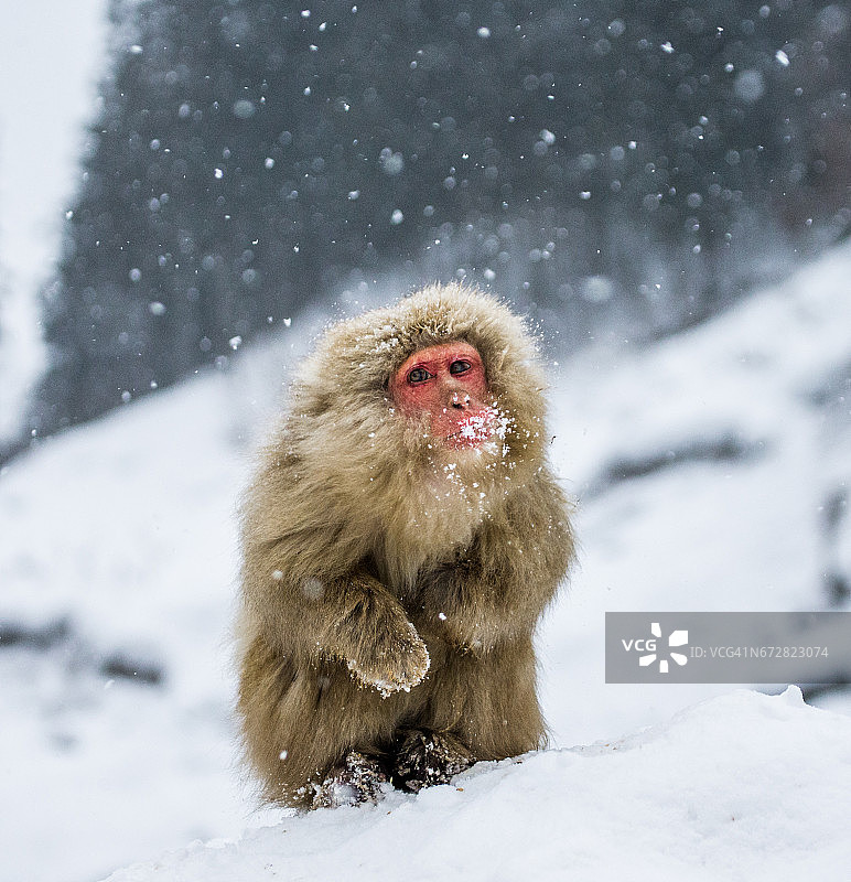 坐在雪地里的日本猕猴。图片素材