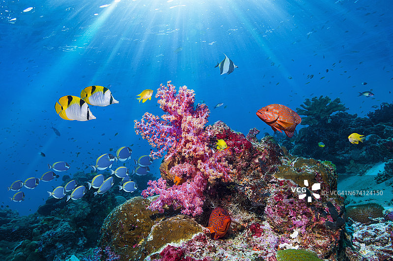 珊瑚礁风景，热带鱼图片素材