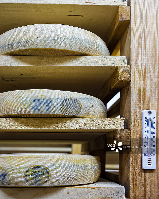 在成熟的窖藏中存放着成熟的奶酪图片素材