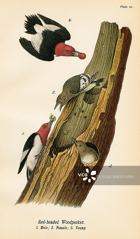 啄木鸟石版，1890年图片素材