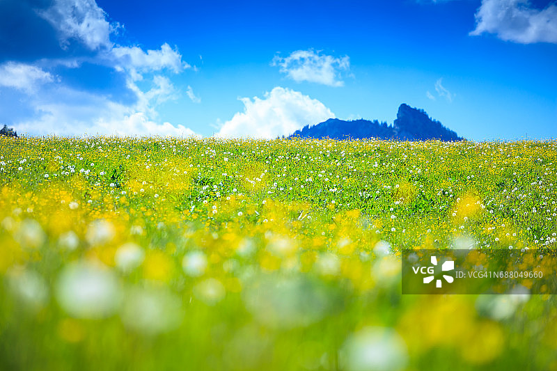 Alpen景观-绿色草地充满春天的鲜花-选择性焦点(不同的焦点检查其他图像在系列)图片素材