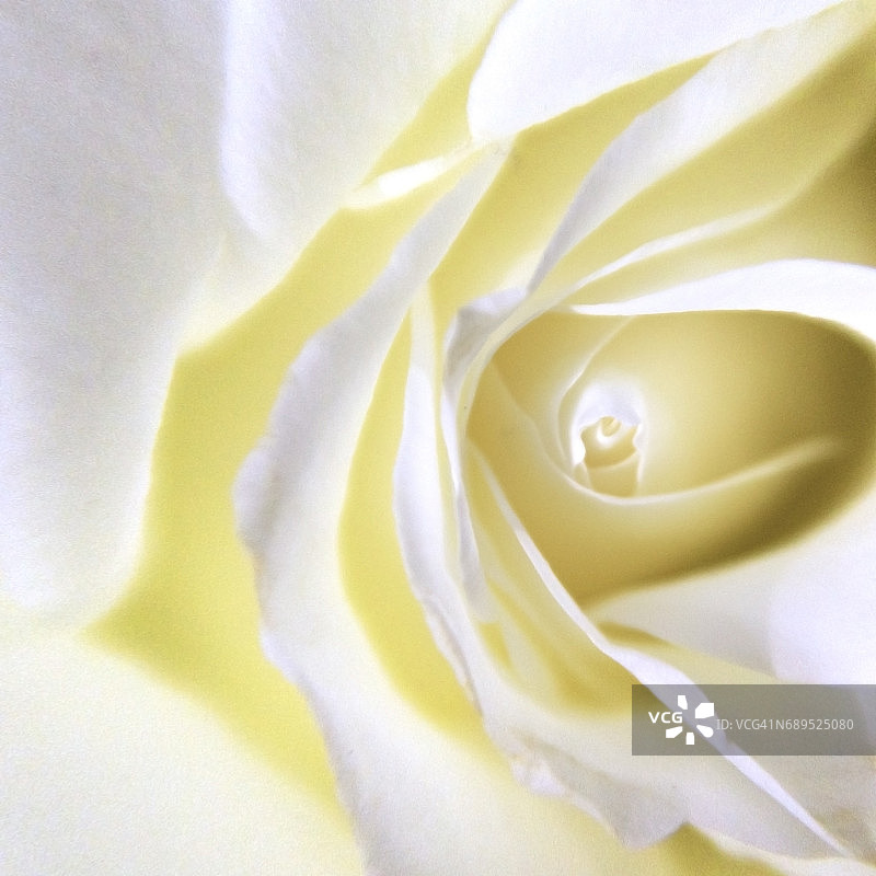 白玫瑰花瓣图片素材