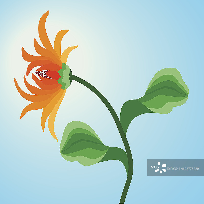 橙色花非洲菊在蓝天的背景。图片素材