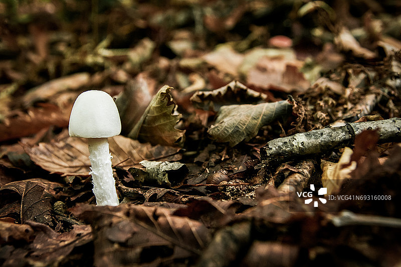 摧毁生长在野外的天使蘑菇图片素材
