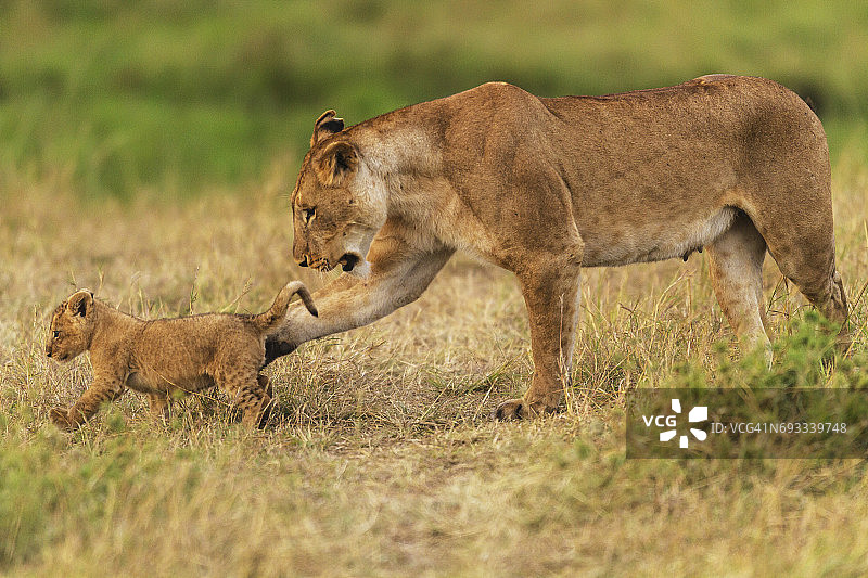 母狮和幼崽玩耍。图片素材