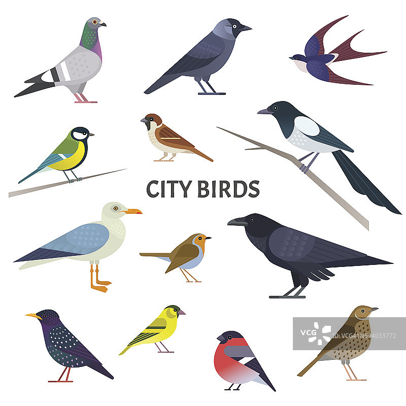 城市鸟类。图片素材