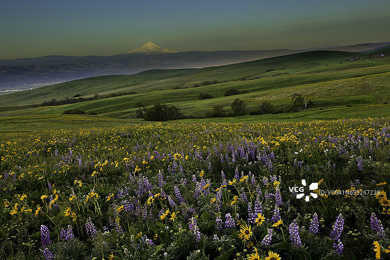 胡德山和大片大片的野花，大多是羽扇豆和凤仙花，在哥伦比亚山州立公园里盛开图片素材