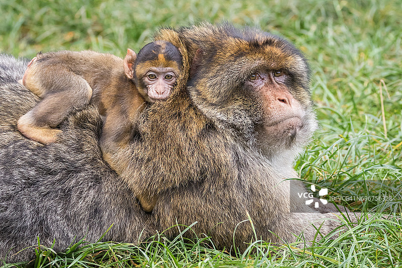 巴巴里猕猴(猕猴sylvanus)成年和婴儿图片素材