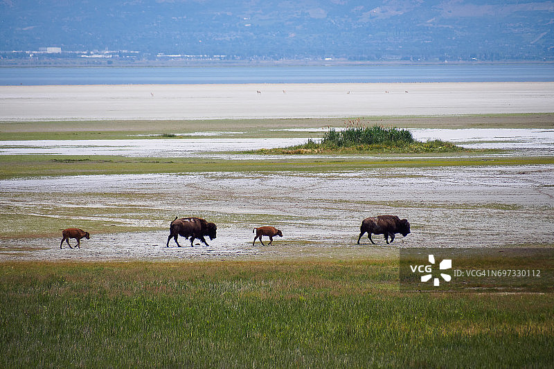 犹他州羚羊岛的野牛图片素材