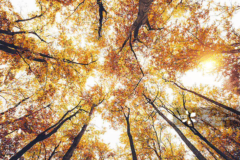 下面的秋天森林图片素材