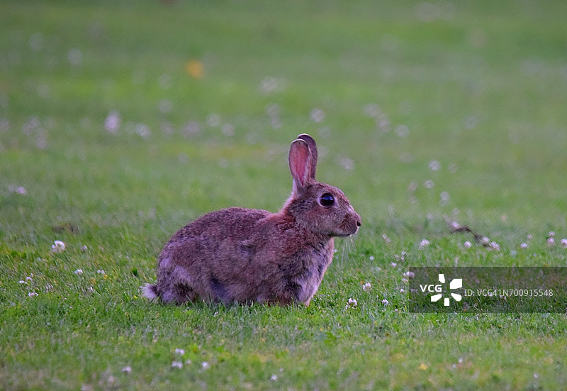 幼小的野生小兔子动物近距离观察春天的傍晚图片素材