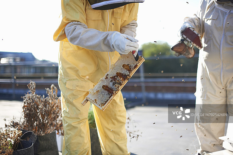 养蜂人在城市屋顶上讨论蜂巢图片素材
