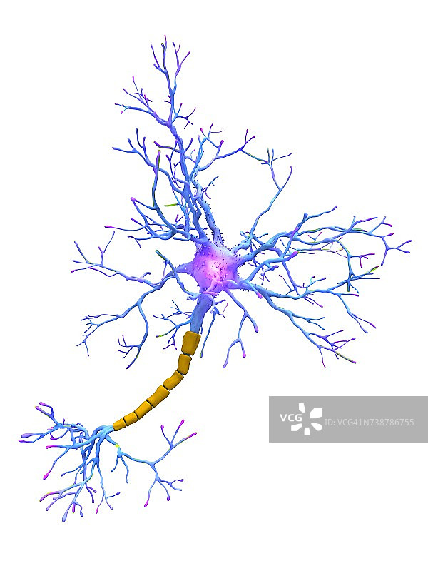 神经元、插图图片素材