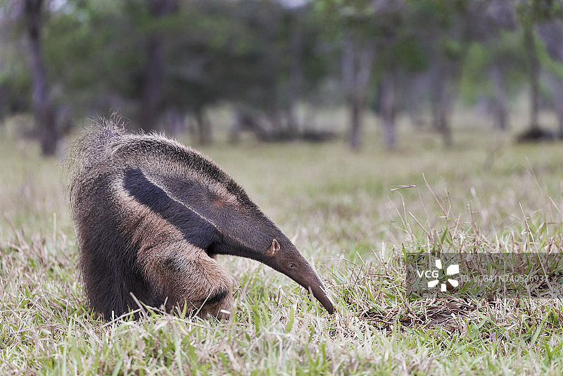 巴西南马托格罗索州博尼托附近的野外，巨型食蚁兽(三趾食蚁兽)吃蚂蚁和白蚁图片素材