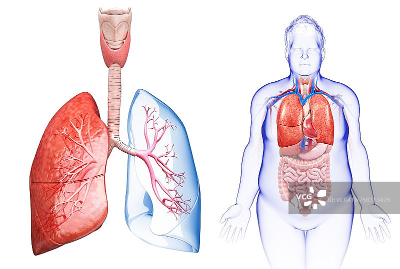 男性肺解剖，插图图片素材