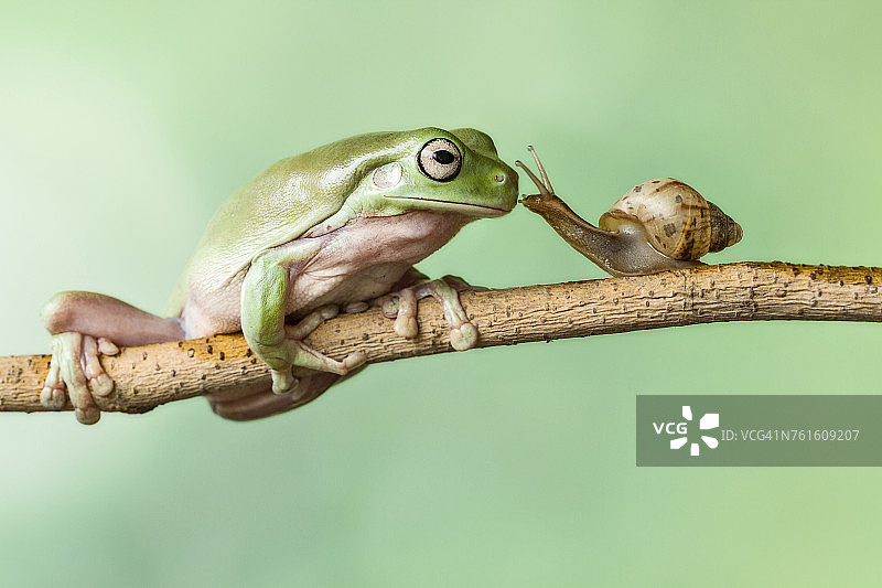 一只青蛙和一只蜗牛在树枝上图片素材