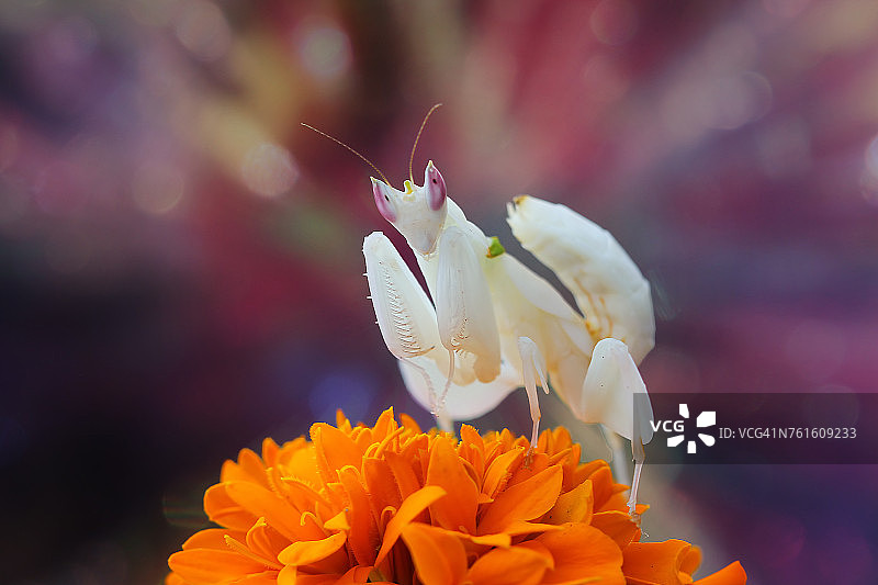 兰花螳螂花，印度尼西亚图片素材