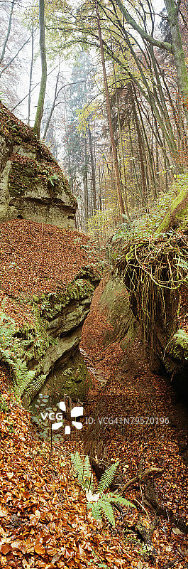 德国，Hoedinger Tobel，森林中的树木图片素材