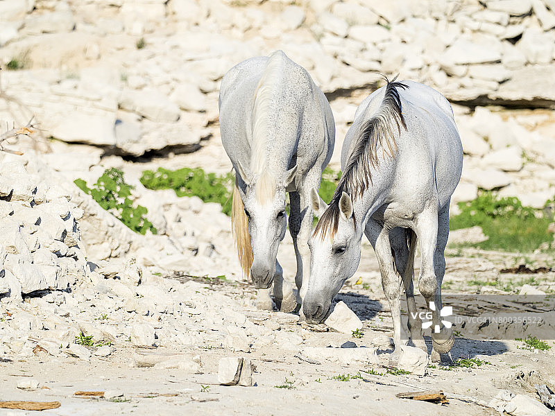 两匹白马在半干旱地带吃草图片素材