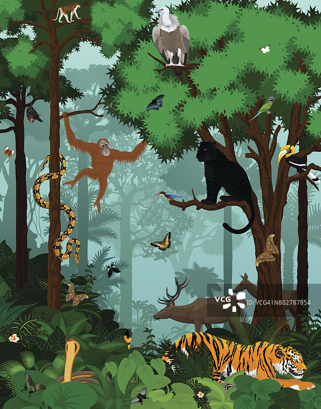 矢量印度丛林雨林与动物插图图片素材