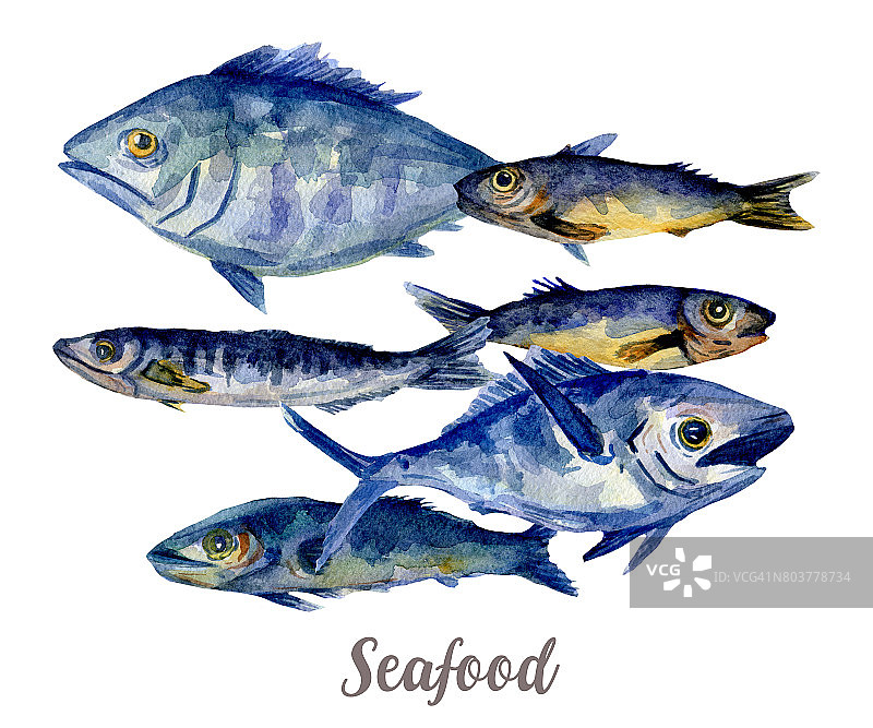 鱼插图。手绘水彩在白色的背景。图片素材