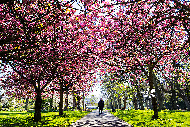 爱尔兰都柏林赫伯特公园的樱花图片素材