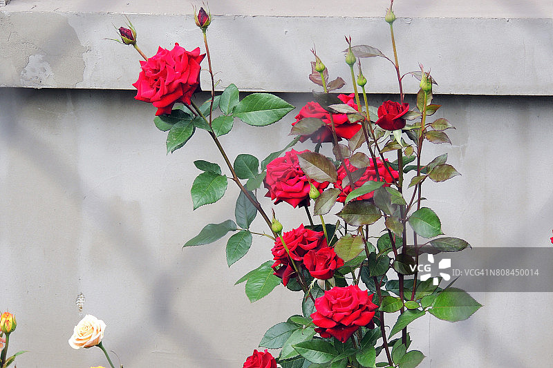 花园里的玫瑰图片素材