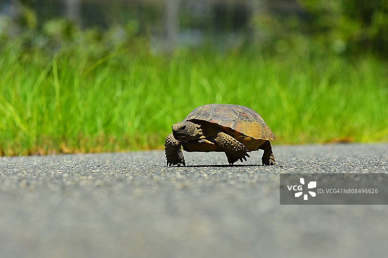 地鼠乌龟走在柏油路边上图片素材