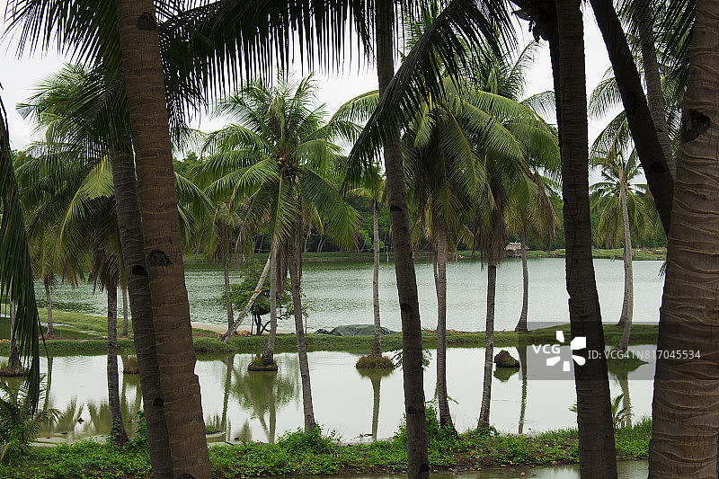 稻谷划桨透过绿色的棕榈树。有淡水的热带景观。图片素材