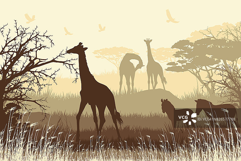 非洲野生动物园背景，有长颈鹿和斑马图片素材