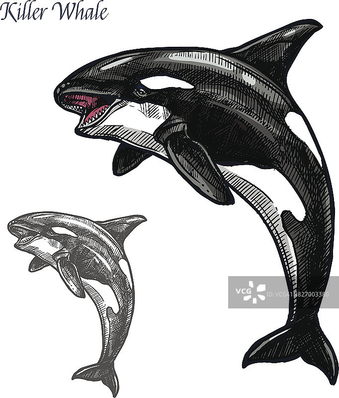 虎鲸或逆戟鲸海洋动物孤立素描图片素材