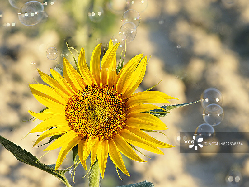 一株向日葵在阳光的照耀下在田野里绽放，四周是肥皂泡漂浮在空中，西班牙图片素材