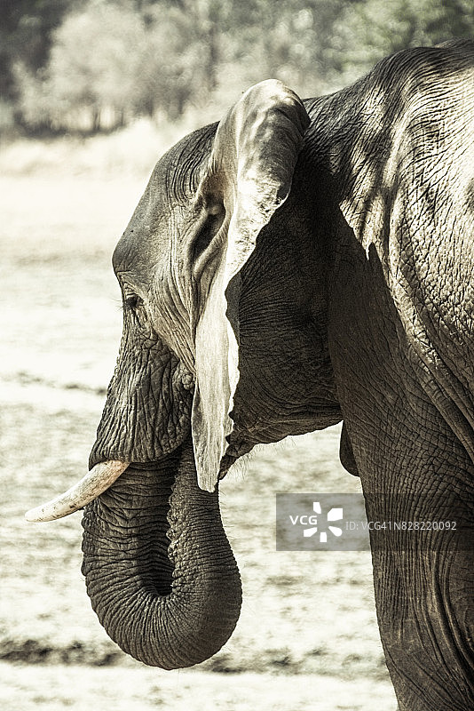 非洲象觅食图片素材