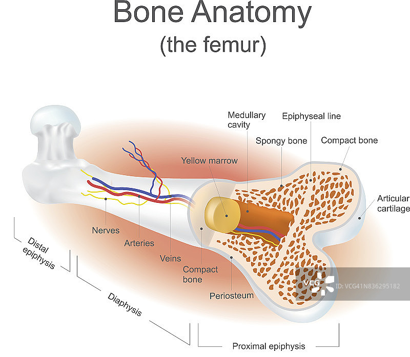 骨骼解剖图片素材