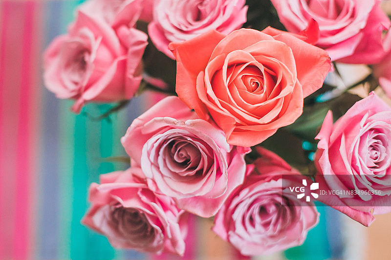个性概念:花瓶里的粉红玫瑰图片素材