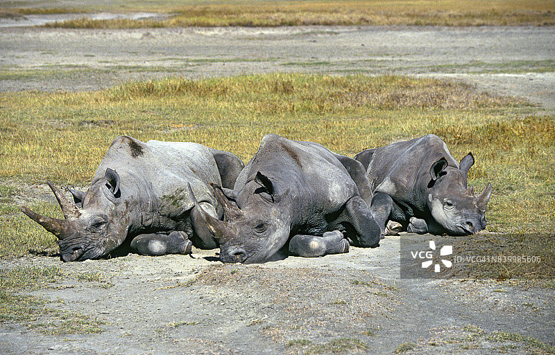 黑色Rhinocerous图片素材