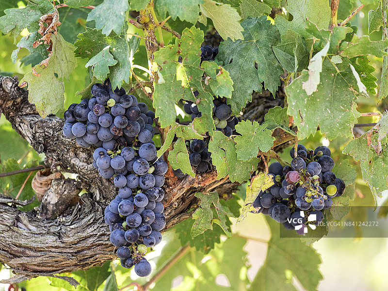 西班牙夏天葡萄园的葡萄藤和一串成熟的葡萄图片素材
