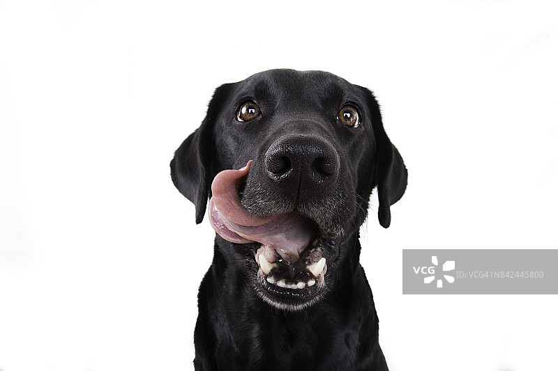 饥饿的狗喜欢嘴唇图片素材