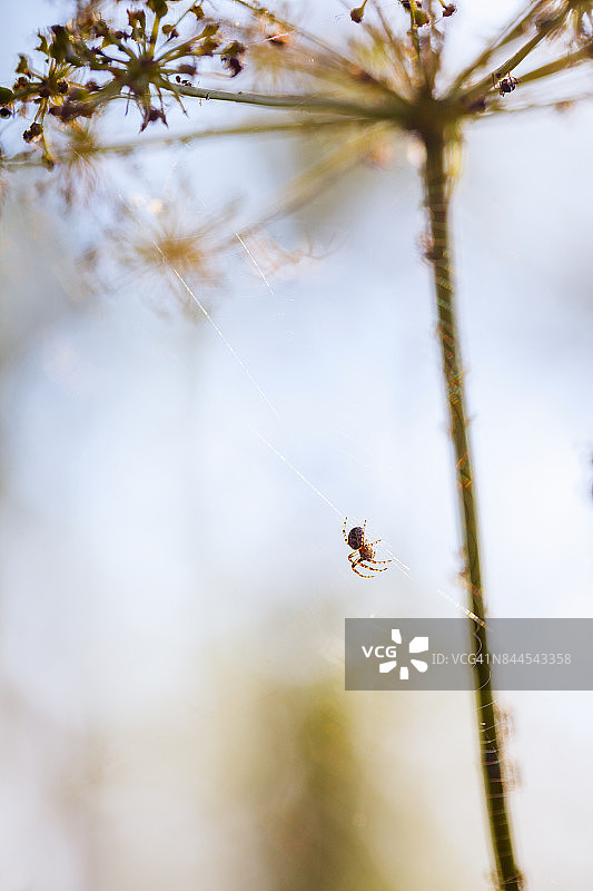 蜘蛛网上的小十字蜘蛛。(Araneus diadematus)心情摄影图片素材