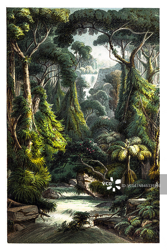 热带丛林瀑布与棕榈树，蕨类和藤本植物图片素材