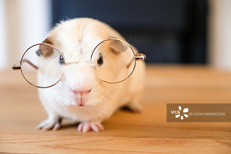 戴眼镜的豚鼠图片素材