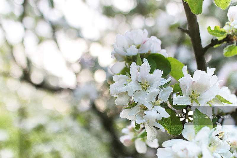 早春开花的苹果树，开着亮白色的花图片素材